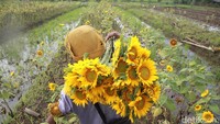 Damyati memanen bunga matahari untuk dijual kepada pedagang tanaman hias.