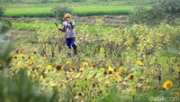 Bunga matahari tersebut dijual kepada pedagang tanaman hias dengan harga Rp 20.000/ikat.