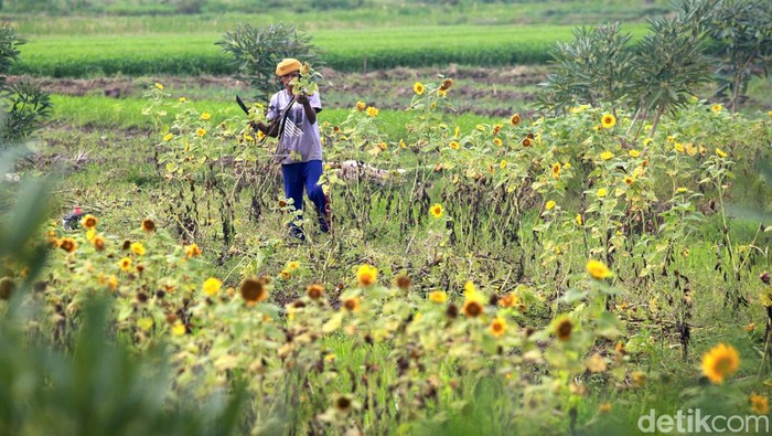 Panen Bunga Matahari Terkendala Musim Hujan Damyati memanen bunga matahari di ladangnya kawasan Kayu Agung, Sepatan, Tangerang, Banten, Senin (2/1/2023). Bunga matahari tersebut ia jual Rp 20.000/ikat kepada pedagang bunga hias.