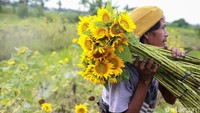 Damyati sudah menekuni pertanian bunga matahari sejak 2015 lalu.