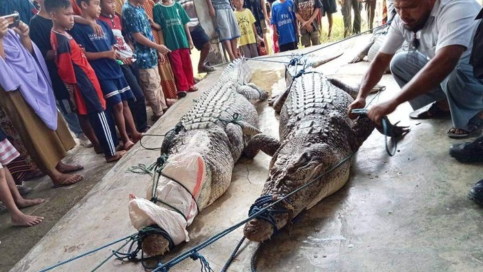 Penangkapan 4 ekor buaya di Konawe Selatan.