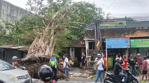 Pohon tumbang menimpa rumah, pelinggih, bengkel, warung lalapan Senin (2/1/2023) sore di Jalan Raya Kuta.