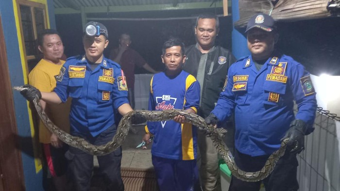 Proses evakuasi ular sanca kembang yang meneror hewan ternak warga di Desa Buniasih, Kabupaten Kuningan