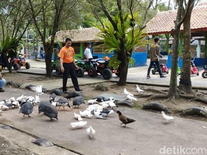 Taman Satwa Cikembulan, Belajar dan Bermain Lebih Dekat dengan Hewan
