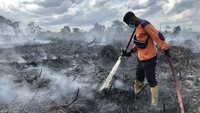 Petugas pemadam kebakaran melakukan proses pendinginan lahan gambut yang terbakar di Desa Natai Baru, Pangkalan Bun, Kotawaringin Barat, Kalimantan Tengah, Senin (2/1/2023).