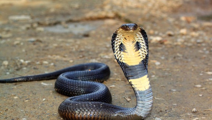 Cobra show dancing