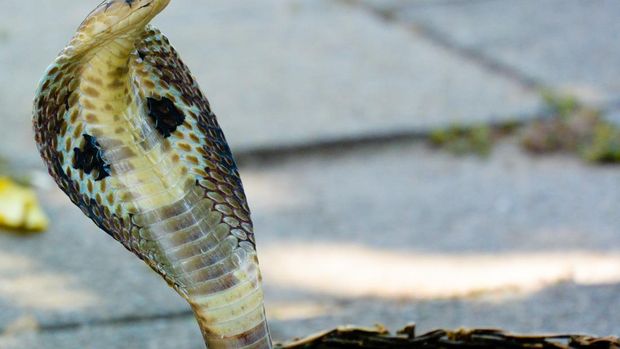 Cobra show dancing