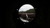 Selain itu tanaman mangrove dan beberapa spesies lainnya yang semula menghuni teluk tersebut perlahan menghilang.  
