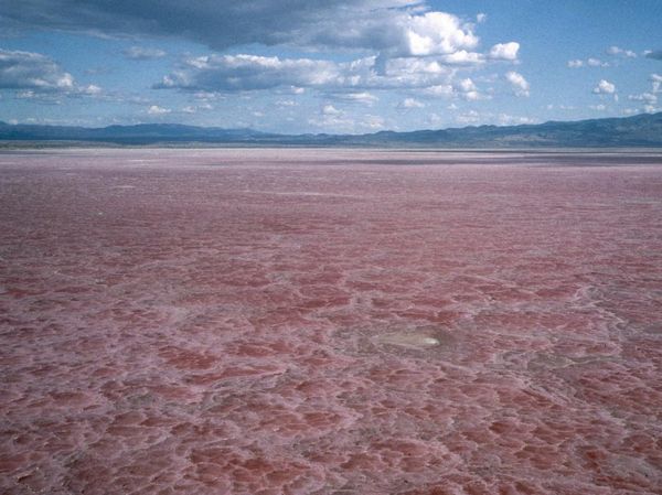 Potret Danau Natron di Tanzania, Cantik Tapi Mematikan