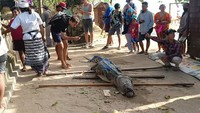 Foto: Buaya muara yang ditemukan oleh petugas Balawista Badung di bibir Pantai Padma, Legian, menjadi tontonan turis dan warga. (Triwidiyanti/detikBali)