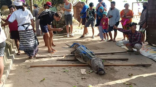 Buaya muara yang ditemukan oleh petugas Balawista Badung di bibir Pantai Padma, Legian, menjadi tontonan turis dan warga. (Triwidiyanti/detikBali)