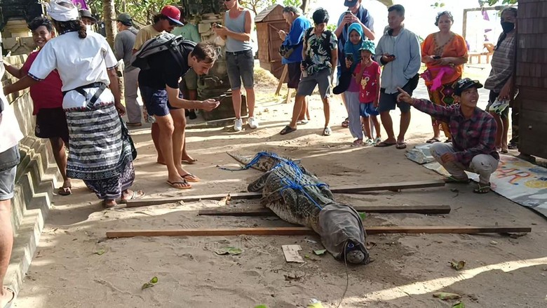 Buaya muara yang ditemukan oleh petugas Balawista Badung di bibir Pantai Padma, Legian, menjadi tontonan turis dan warga. (Triwidiyanti/detikBali) Buaya muara yang ditemukan oleh petugas Balawista Badung di bibir Pantai Padma, Legian, menjadi tontonan turis dan warga. (Triwidiyanti/detikBali)