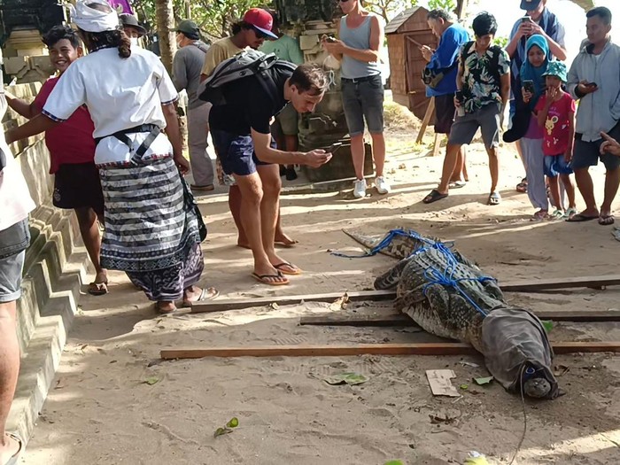 Buaya muara yang ditemukan oleh petugas Balawista Badung di bibir Pantai Padma, Legian, menjadi tontonan turis dan warga. (Triwidiyanti/detikBali)