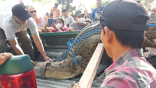 Buaya muara yang terdampar di bibir Pantai Legian dibawa oleh petugas BKSDA Bali. (Triwidiyanti/detikBali)
