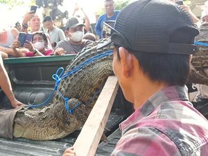 Sejumlah Fakta Buaya yang Diselamatkan di Pantai Padma Legian Mati