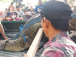 Foto: BKSDA Bali masih menelusuri apakah buaya berusia 4-5 tahun tersebut merupakan buaya muara Tahura Ngurah Rai atau hewan peliharaan. Selain itu, juga menelusuri keluar habitat untuk mencari makanan atau hendak kawin. (Triwidiyanti/detikBali)