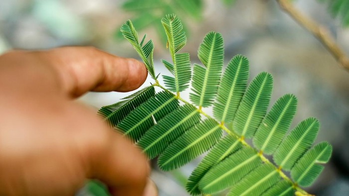 Mimosa pudica, also called humble plant.