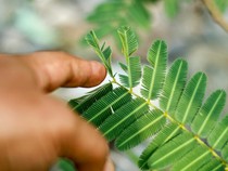 Dari Gulma ke Obat Terapi, Ini Manfaat Putri Malu Menurut Pakar IPB