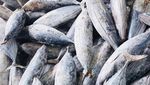 205 Ton Ikan Cakalang RI Meluncur ke Jepang