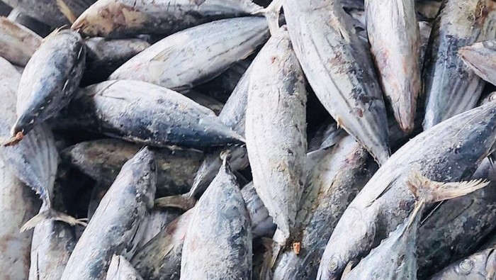 Ekspor Ikan Cakalang ke Jepang