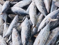 57 Unit Pengolahan Ikan RI Kantongi Izin Ekspor ke Turki dan China