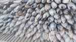 205 Ton Ikan Cakalang RI Meluncur ke Jepang