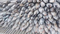 Adapun pengiriman Ikan Cakalang dilakukan dua sesi. Sesi pertama, perusahaan mengekspor sebanyak 52 ton dan sesi kedua sejumlah 153 ton. Foto: (Istimewa/PT Perikanan Indonesia)