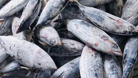 Bahan baku Ikan cakalang ini diperoleh dari mitra nelayan PT Perikanan Indonesia yang tersebar di beberapa kantor cabang perusahaan seperti di Muara Baru Jakarta, Bacan, Ambon, dan Bitung. Foto: (Istimewa/PT Perikanan Indonesia)
