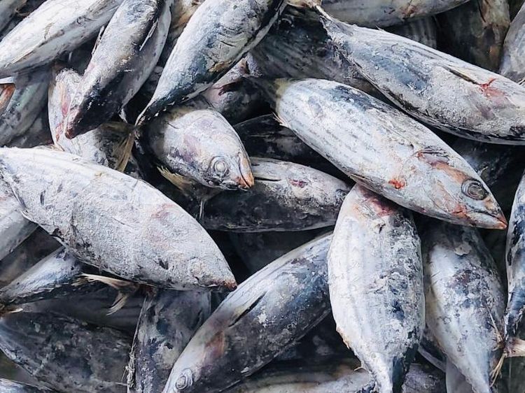 205 Ton Ikan Cakalang RI Meluncur ke Jepang