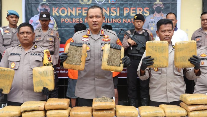 Konferensi pers pengungkapan kasus peredaran ganja di Madina. (Foto: Dok Polres Madina)