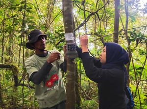 50 Camera Trap Dipasang Pantau Macan Tutul di Lereng Raung
