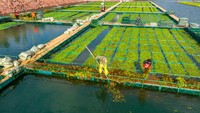 Dengan cara hidroponik tanaman bisa langsung menyerap nitrogen dan fospor dalam air.