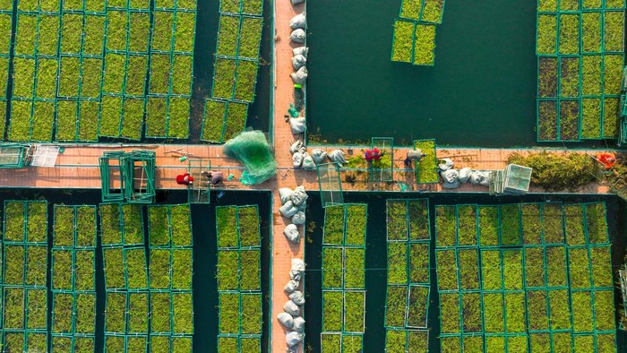 Potret Hamparan Luas Pertanian Hidroponik Musim Dingin di China CHUN AN, CHINA - DECEMBER 12: Aerial view of farmers planting winter hydroponic vegetables, which can directly absorb nitrogen and phosphorus in the water and further improve the water quality, on an ecological floating island at Qiandao Lake on December 12, 2022 in Chun an County, Hangzhou City, Zhejiang Province of China. (Photo by VCG/VCG via Getty Images)