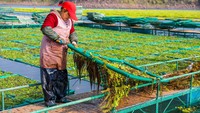 Penanaman dengan hidroponik biasanya dilakukan untuk beberapa jenis sayuran daun dan buah seperti bayam, kangkung, selada, pakcoy, sawi, tomat, dan cabai.  