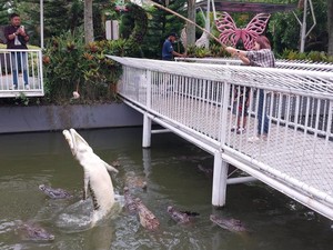 Melihat Buaya di Predator Fun Park Kota Batu, Wisata Edukasi Isi Liburan