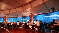 Restoran bernama LOceanográphic Submarino Restaurant di Spanyol ini menawarkan pengalaman unik. Pengunjung bisa makan ditemani ikan pari hingga hiu yang melintas. Foto: Insider