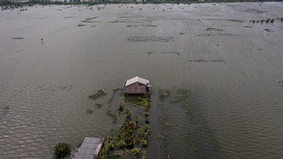 Sawah di Demak Terendam Banjir, Petani Terancam Gagal Panen