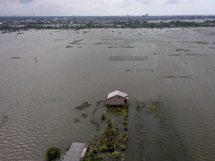 Sawah di Demak Terendam Banjir, Petani Terancam Gagal Panen