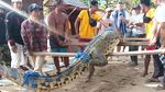 Penampakan Buaya di Pantai Legian yang Jadi Tontonan Turis
