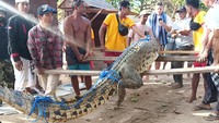 Foto: Buaya muara ini memiliki panjang 2,9 meter, saat pertama kali dilihat detikBali dalam kondisi diikat dengan tandu, kepala buaya ditutup kain, tangan dan kaki terikat oleh tali nilon agar tidak lepas. (Triwidiyanti/detikBali)