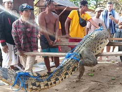 Foto: Buaya muara ini memiliki panjang 2,9 meter, saat pertama kali dilihat detikBali dalam kondisi diikat dengan tandu, kepala buaya ditutup kain, tangan dan kaki terikat oleh tali nilon agar tidak lepas. (Triwidiyanti/detikBali)