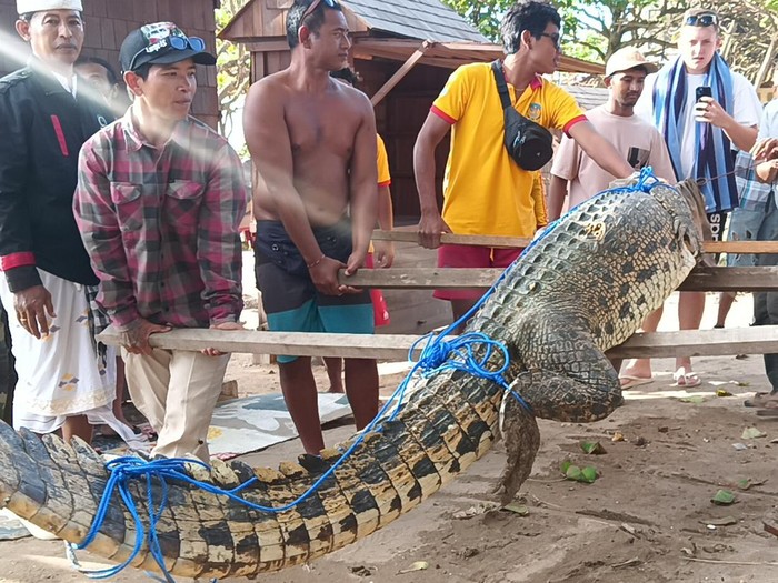 Seekor buaya ditemukan di bibir Pantai Padma, Legian, Rabu (4/1/2023). (Triwidiyanti/detikBali)