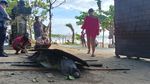 Penampakan Buaya di Pantai Legian yang Jadi Tontonan Turis