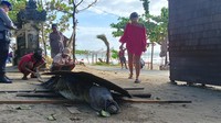 Foto: Buaya yang ditemukan di Pantai Padma merupakan jenis buaya muara (Crocodylus Porosus). Buaya muara berjenis jantan tersebut diduga berasal dari Tahura Ngurah Rai. (Triwidiyanti/detikBali)