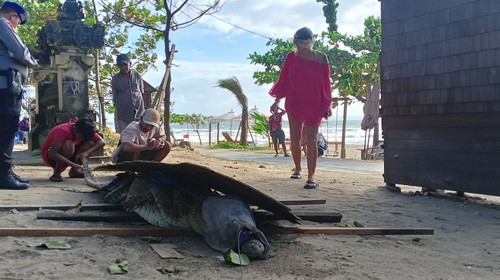 Seekor buaya muncul di bibir Pantai Padma, Legian pada Rabu (4/1/2023) sekitar pukul 15.00 Wita. (Triwidiyanti/detikBali)