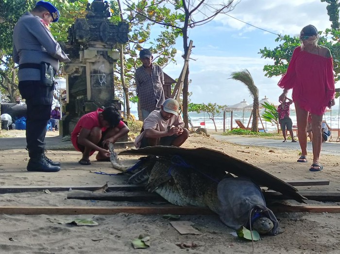 Seekor buaya muncul di bibir Pantai Padma, Legian pada Rabu (4/1/2023) sekitar pukul 15.00 Wita. (Triwidiyanti/detikBali)