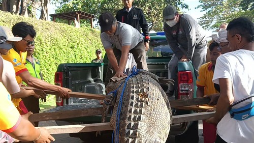 Setelah petugas BKSDA Badung datang, para petugas Balawista dibantu warga mengangkut buaya muara jantan tersebut ke mobil patroli yang sudah disiapkan. (Triwidiyanti/detikBali)