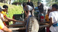 Foto: Setelah petugas BKSDA Bali datang, para petugas Balawista dibantu warga mengangkut buaya muara jantan tersebut ke mobil patroli yang sudah disiapkan. (Triwidiyanti/detikBali)