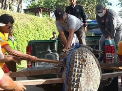 Foto: Setelah petugas BKSDA Bali datang, para petugas Balawista dibantu warga mengangkut buaya muara jantan tersebut ke mobil patroli yang sudah disiapkan. (Triwidiyanti/detikBali)