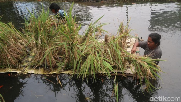 Sistem penanaman padi apung yang menggunakan rakit berbahan bambu di Kapanewon Kasihan, Kabupaten Bantul, Rabu (4/1/2023).